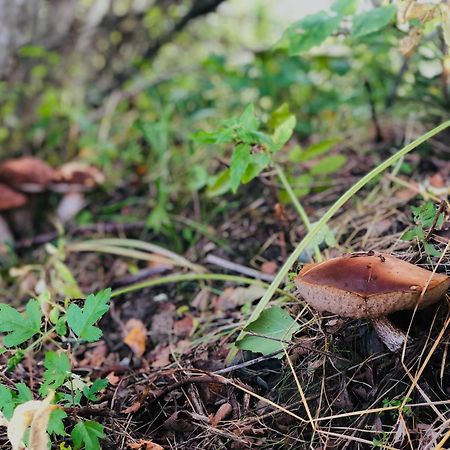 Villa Akmeninis Bebras Zemaiteliai Esterno foto